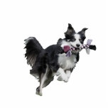 Foto von Pet Skulptur Statuette - Border Collie Freistehende Fotoskulptur<br><div class="desc">Machen Sie diese phantastische Foto-Skulptur für Ihren Schreibtisch, indem Sie ein Foto Ihres Haustieres hochladen. Kann vollständig an Ihre Bedürfnisse angepasst werden, um Ihren Anzug zu erfüllen. © Gorjo Designs. Made for you via Zazzle Plattform. // Benötigen Sie Hilfe bei der Anpassung Ihres Designs? Andere Ideen got? Kontaktieren Sie mich...</div>