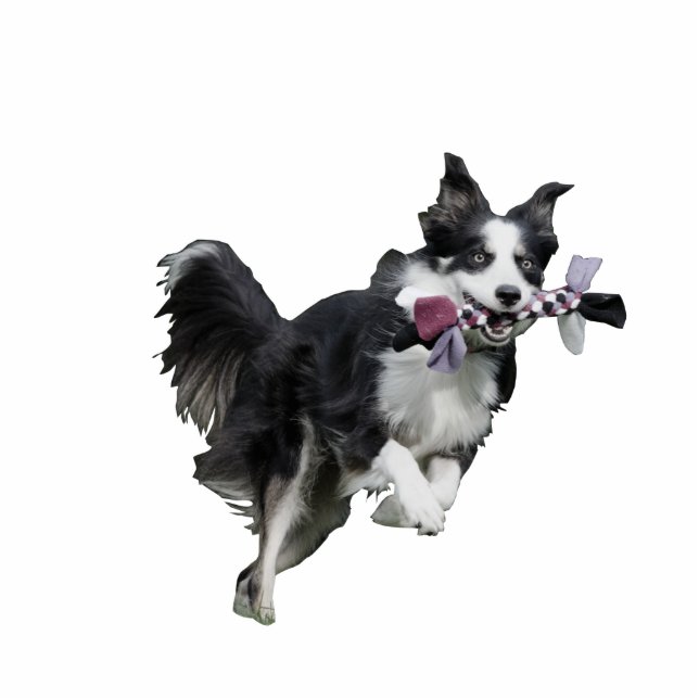 Foto von Pet Skulptur Statuette - Border Collie Freistehende Fotoskulptur (Vorne)