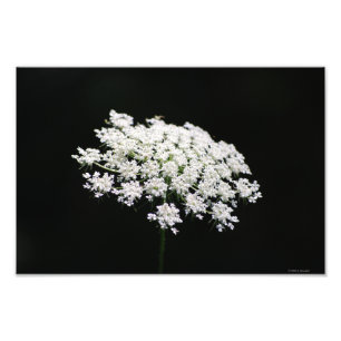 Foto von Queen Anne's Lace