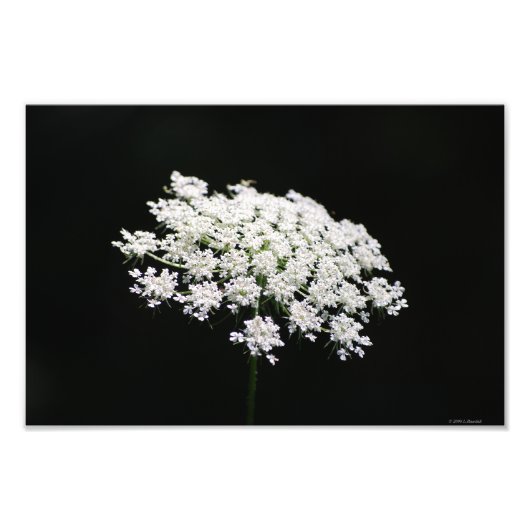 Foto von Queen Anne's Lace (Vorne)