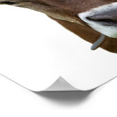 Foto von Rindern Poster (Ecke)