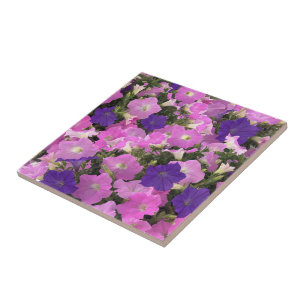 Foto von rosa und violetten Prunkwindenblumen Fliese