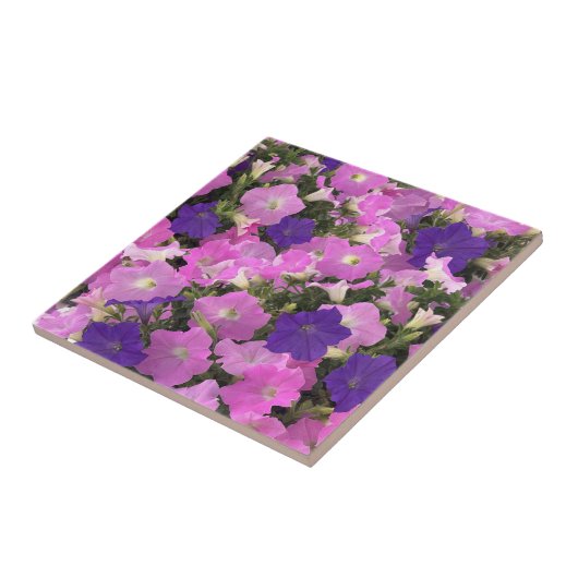 Foto von rosa und violetten Prunkwindenblumen Fliese (Seite)