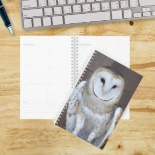 Foto von Schleiereule Raubvogel Planer