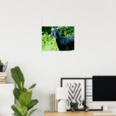 Foto von Schwarzziege mit Hörnern Weidelgras Poster (Heimbüro)