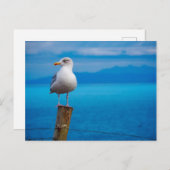 Foto von Seagull-Vogel stehend Postkarte (Vorne/Hinten)