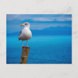 Foto von Seagull-Vogel stehend Postkarte