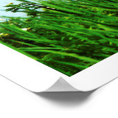 Foto von Seeszene mit Cattails Ducks Dock Poster (Ecke)