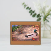 Foto von Stockenten Postkarte (Stehend Vorderseite)