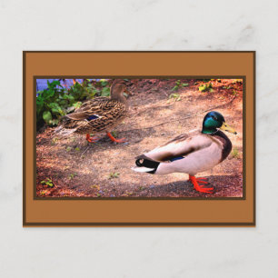 Foto von Stockenten Postkarte