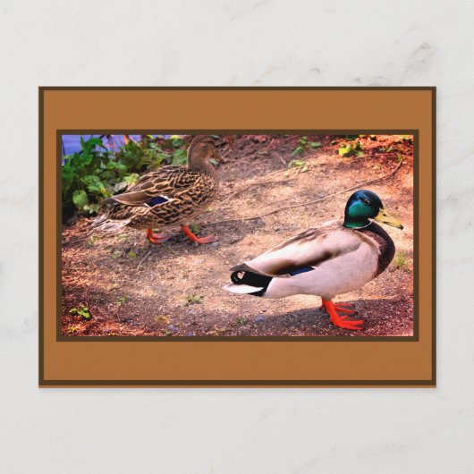 Foto von Stockenten Postkarte (Vorderseite)