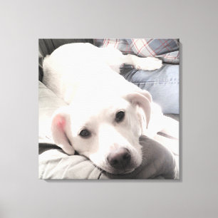 Foto von süßem müdem Hund mit Papa auf dem Sofa Qu Leinwanddruck