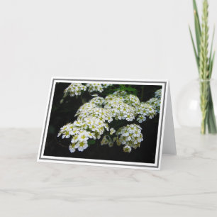 Foto von White Spirea Bush und Green Foliage Karte