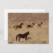 Foto von Wildpferden in Nevada Postkarte (Vorne/Hinten)