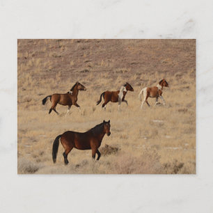 Foto von Wildpferden in Nevada Postkarte