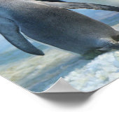 Foto von zwei Königspinguinen Poster (Ecke)