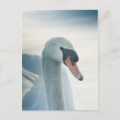 Foto Weiße Schwäne Postkarte (Vorderseite)