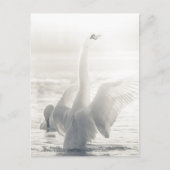 Foto Weiße Schwäne Postkarte (Vorderseite)