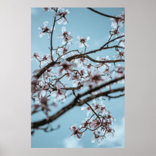 FOTO WEISSER PETALIERTER BLUME POSTER