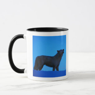 Foto, weißer Wolf, der nachts, Farbe, hoch heult Tasse