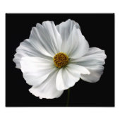 Foto "White Cosmos" (Vorne)