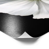 Foto "White Cosmos" (Ecke)