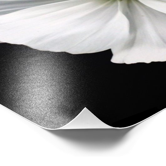 Foto "White Cosmos" (Ecke)