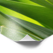 Foto "White Tulips" (Ecke)