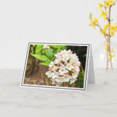 Foto White Viburnum Pink Buds and Green Folies Karte (Gelbe Blume)