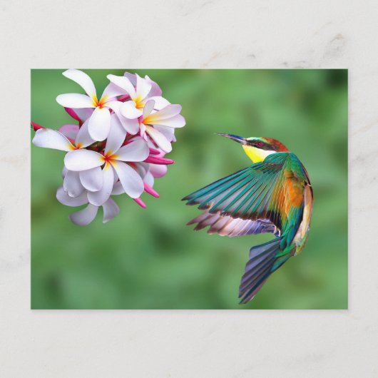 Foto Wildlife Colorful Biene Eater Postkarte (Vorderseite)