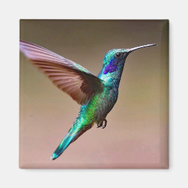 Foto Wildlife Green Hummingbird Magnet