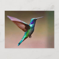 Foto Wildlife Green Hummingbird
