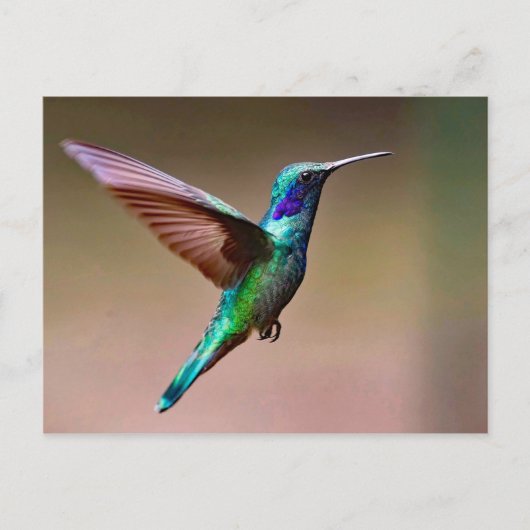 Foto Wildlife Green Hummingbird Postkarte (Vorderseite)