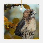 Foto Wildlife Red Tail Hawk Herbst Keramikornament (Rückseite)
