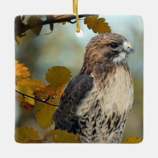 Foto Wildlife Red Tail Hawk Herbst Keramikornament (Vorderseite)