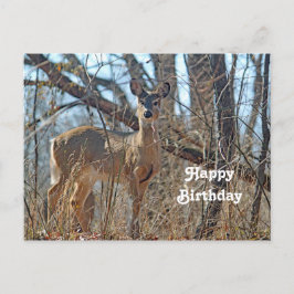 Foto Wildtiere Hirsche und Hirsche Postkarte