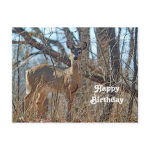 Foto Wildtiere Hirsche und Hirsche