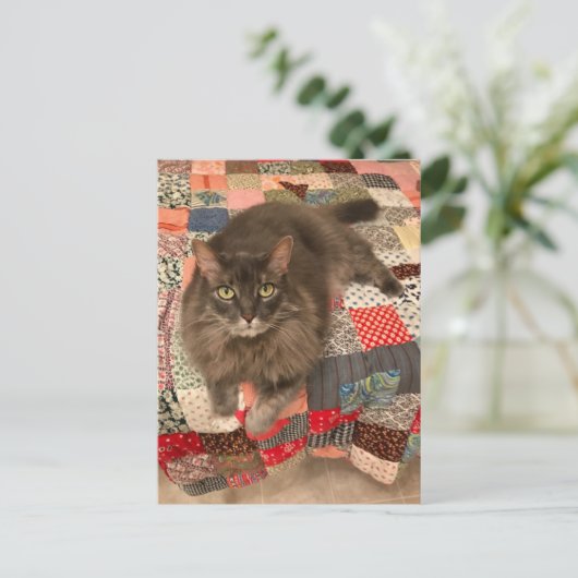 Foto "Willow Cat Sitting" Postkarte (Stehend Vorderseite)