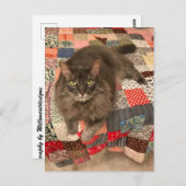 Foto "Willow Cat Sitting" Postkarte (Vorne/Hinten)