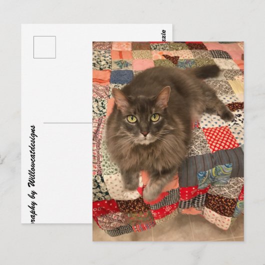 Foto "Willow Cat Sitting" Postkarte (Vorne/Hinten)