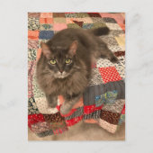 Foto "Willow Cat Sitting" Postkarte (Vorderseite)