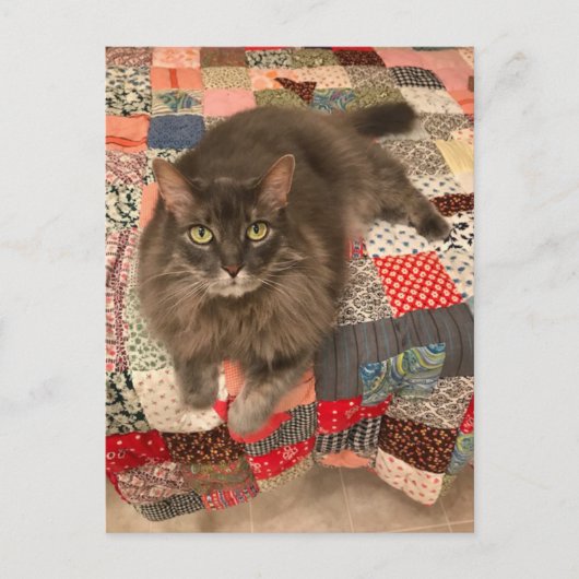 Foto "Willow Cat Sitting" Postkarte (Vorderseite)