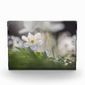 Foto Windblume (Vorderseite)