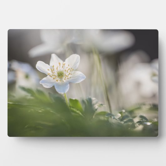 Foto Windblume Fotoplatte (Vorderseite)