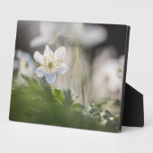 Foto Windblume Fotoplatte (Seite)