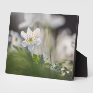 Foto Windblume Fotoplatte