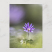 Foto Windblume Postkarte (Vorderseite)
