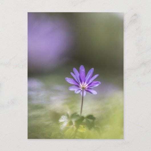 Foto Windblume Postkarte (Vorderseite)