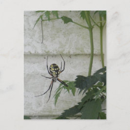 Foto zum Schreiben von Spider Black Yellow Garden Postkarte