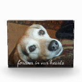 Foto zur Erinnerung von Haustieren für immer in un (Vorderseite)